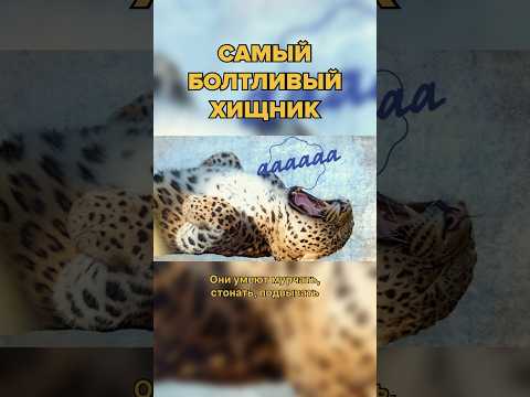 Эти хищники умеют мурчать #живаяпланета #природные #гепард #кошки #большиекошки #дикаяприрода