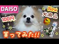 【ポメラニアン ライト】DAISOの犬用品を買ってみた！New 動画 かわいい【Pomeranian raito】I bought DAISO's pet supplies!