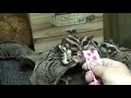 フクロモモンガ「はむはむぴゅ～れ」をあげてみました　2020.04.07　Sugar Glider