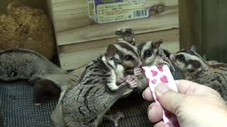 フクロモモンガ「はむはむぴゅ～れ」をあげてみました　2020.04.07　Sugar Glider