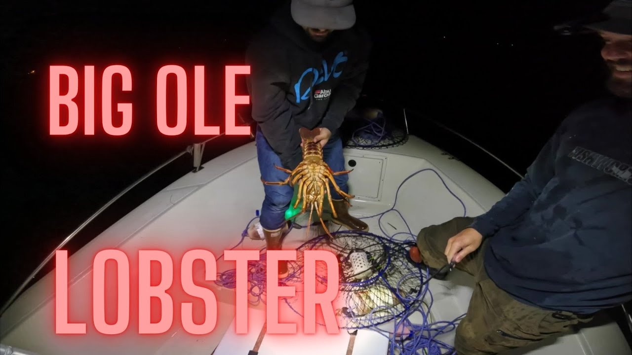 LOBSTER Fishing San Diego YouTube