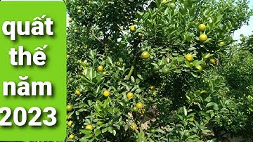 quất thế đẹp năm 2023,quất thế to khủng đẹp,quất cảnh đẹp năm 2023,beautiful kumquat tree 2023