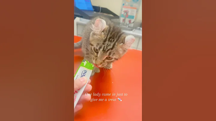 Watch the video about 2.9lbs 2 months old baby ✨ #vet #kitty #savannah #mainecoon #polydactylcat #treat