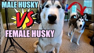 The Differences Between A Male \& Female Siberian Husky