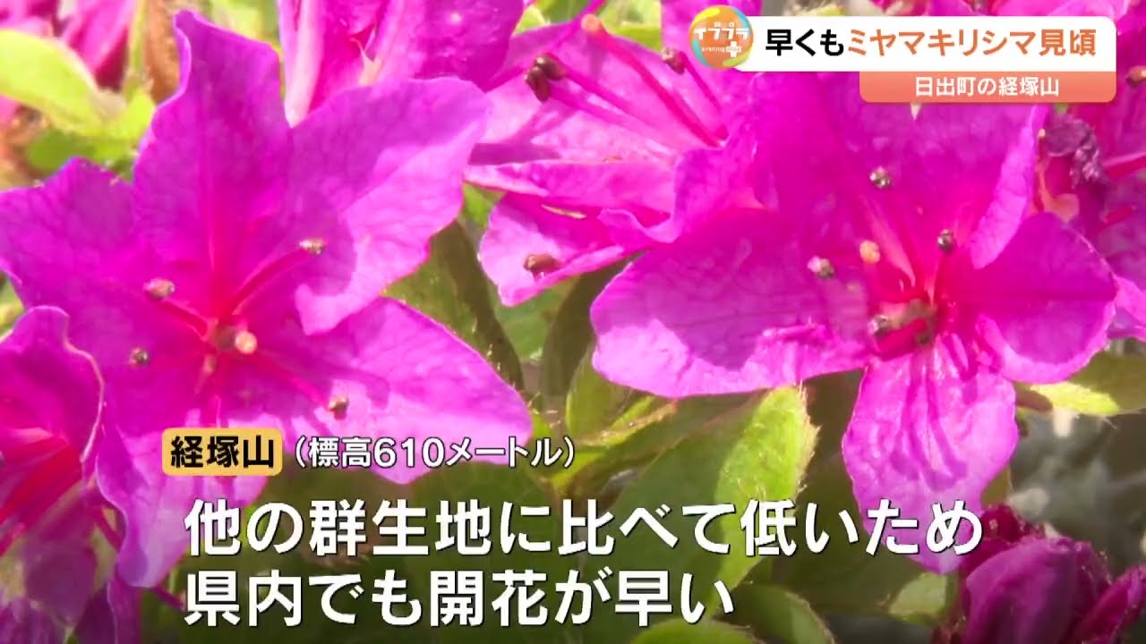 標高610メートルの経塚山でミヤマキリシマ見頃 県の天然記念物に指定