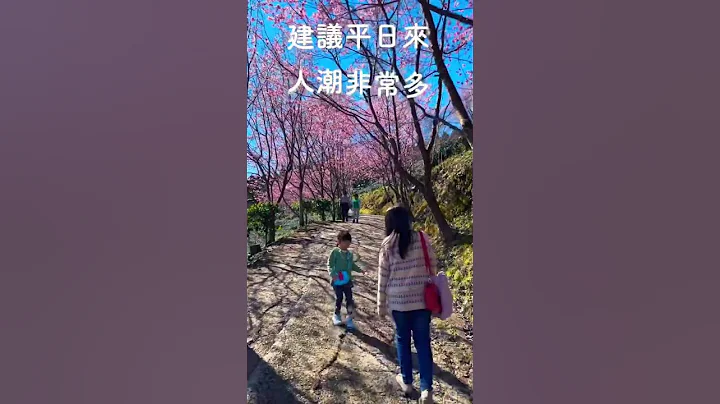 2023 山上人家富士櫻花即將盛開 ｜ 2/18拍攝約開7成 ｜ 預計下星期滿開 #山上人家 #山上人家櫻花 #櫻花 #櫻花景點 #新竹五峰 #富士櫻 - 天天要聞