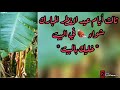 ثالث أيام عيد الفطر المبارك شواء Aiman T1