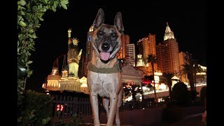 Rocky On Vegas Blvd Off leash-What a dog Enjoy! by MasterPaw 4,377 views 5 years ago 11 minutes, 4 seconds