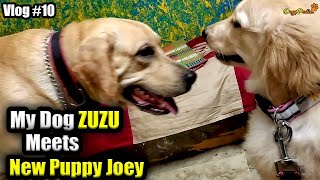 When My Dog ZUZU Meets New Puppy Joey (Golden Retriever) : Vlog #10 : DogsPedia