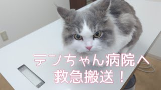 【救急搬送】サイベリアンのテンちゃんが大変なことになりました…