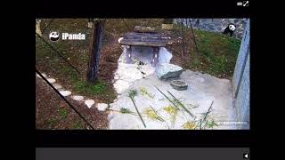 Bao Bao And The Blue Bird With The Long Tail