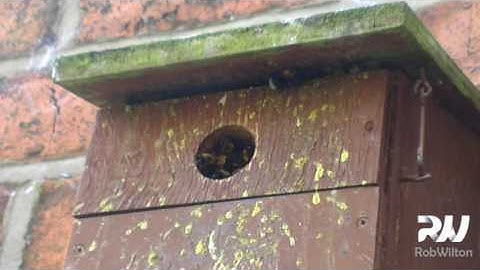 Bumble Bee Nest in Bird Box