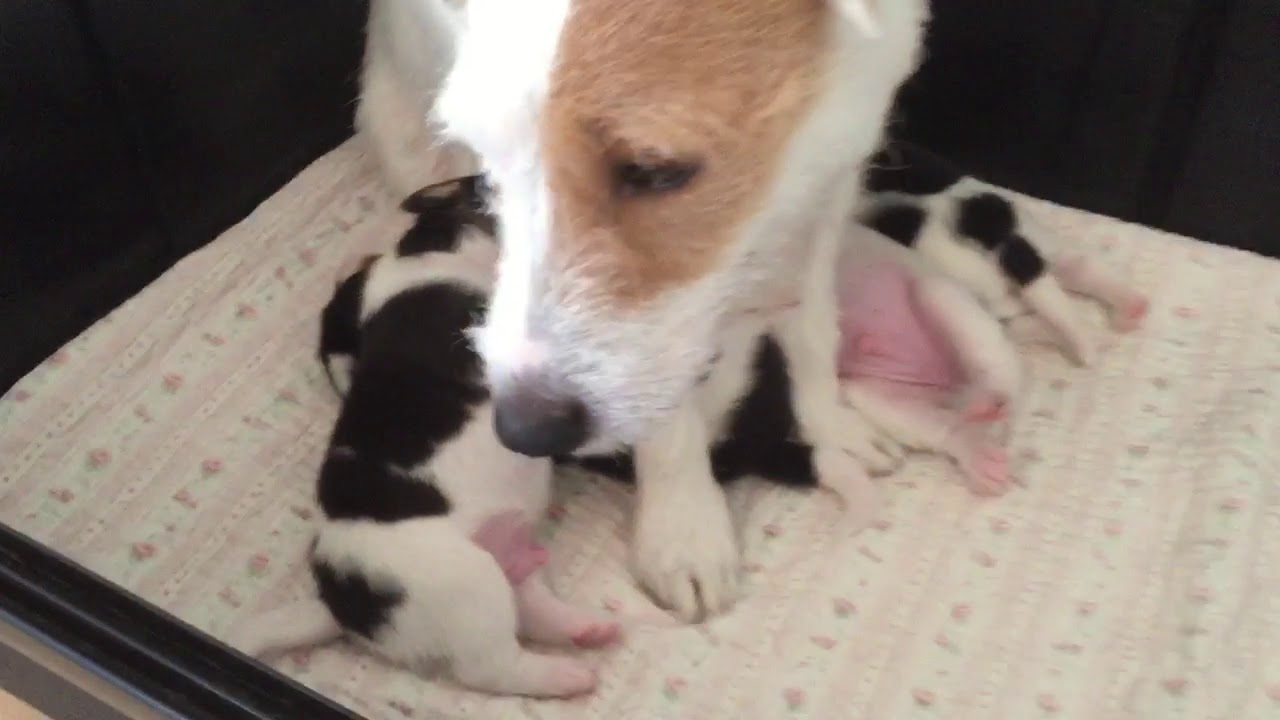 Jack Russell puppies eating milk from mother YouTube