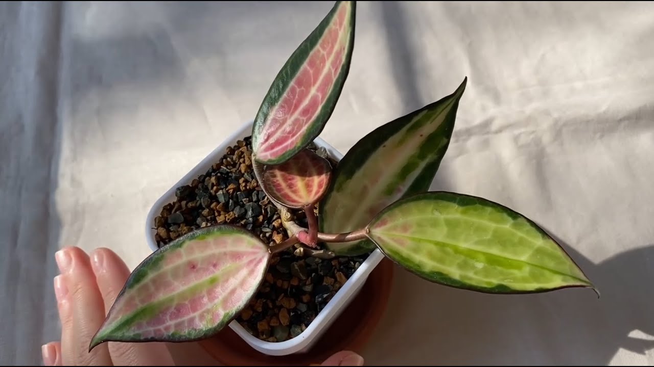 Моя коллекция суккулентов от А до Я в 2025 (часть 6)