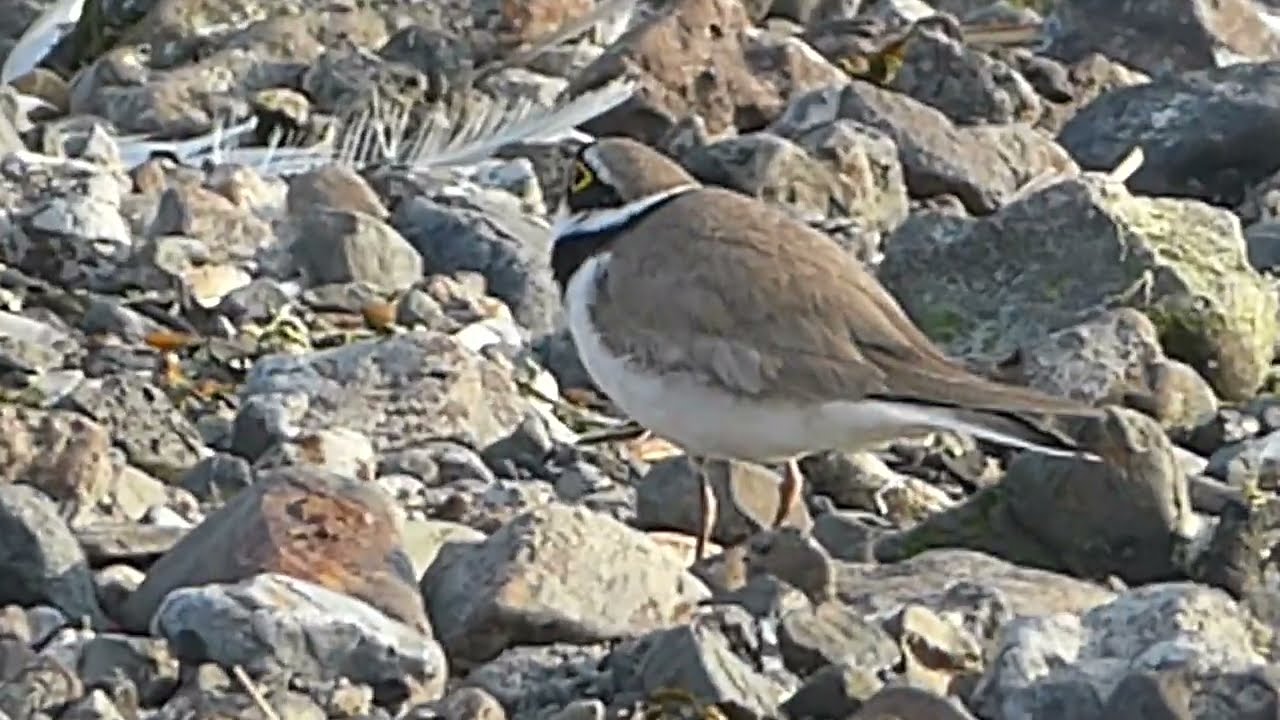 Little Ringed Plover, Charadrius dubius, Landtong Rozenburg, ZH, the