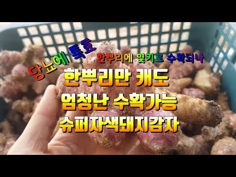 돼지감자뻥튀기 추천