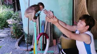 Monkey Baby Shin Practices Climbing And Jumping Back And Forth Very Happy