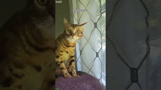Funny Cat 🐱 #animals 🐈‍⬛ # Ep 6920 screenshot 5