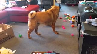 Cute little Frenchie meets big brother Sharpei for the first time Cute little Frenchie meets big brother Sharpei for the first time