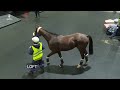 International Arrivals for this year's Melbourne Cup