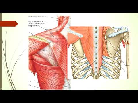 عضلة الشبه منحرفة (المنشأ, المركز, التعصيب, الوظيفة)