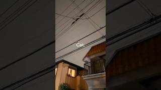 🥷Cat #cat #ninjacat #funnycats #funny