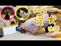 宮迫家愛犬物語 〜おすわりできるかな?〜