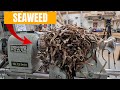Woodturning - SEAWEED Salty Stravaganza !