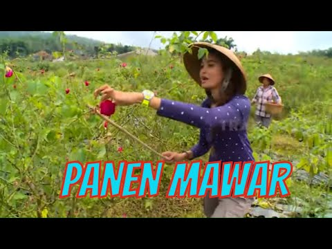 Panen Mawar di Bandungan | JEJAK PETUALANG