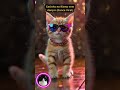 Gatinho no Ritmo vem dançar (Dance Viral) #gatosdomésticos #catdance #gatostiernos #gatoshermosos