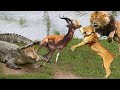 Lion Stealing Crocodile&#39;s Prey, Historical Battle, Battle Lion Vs Crocodile, Leopard Vs Hyena