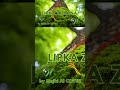 LIPKA ZIELONA #obcymajki #remix #nostalgia #sunoai #muzyka #aicover #music #polskamuzyka #remix2026