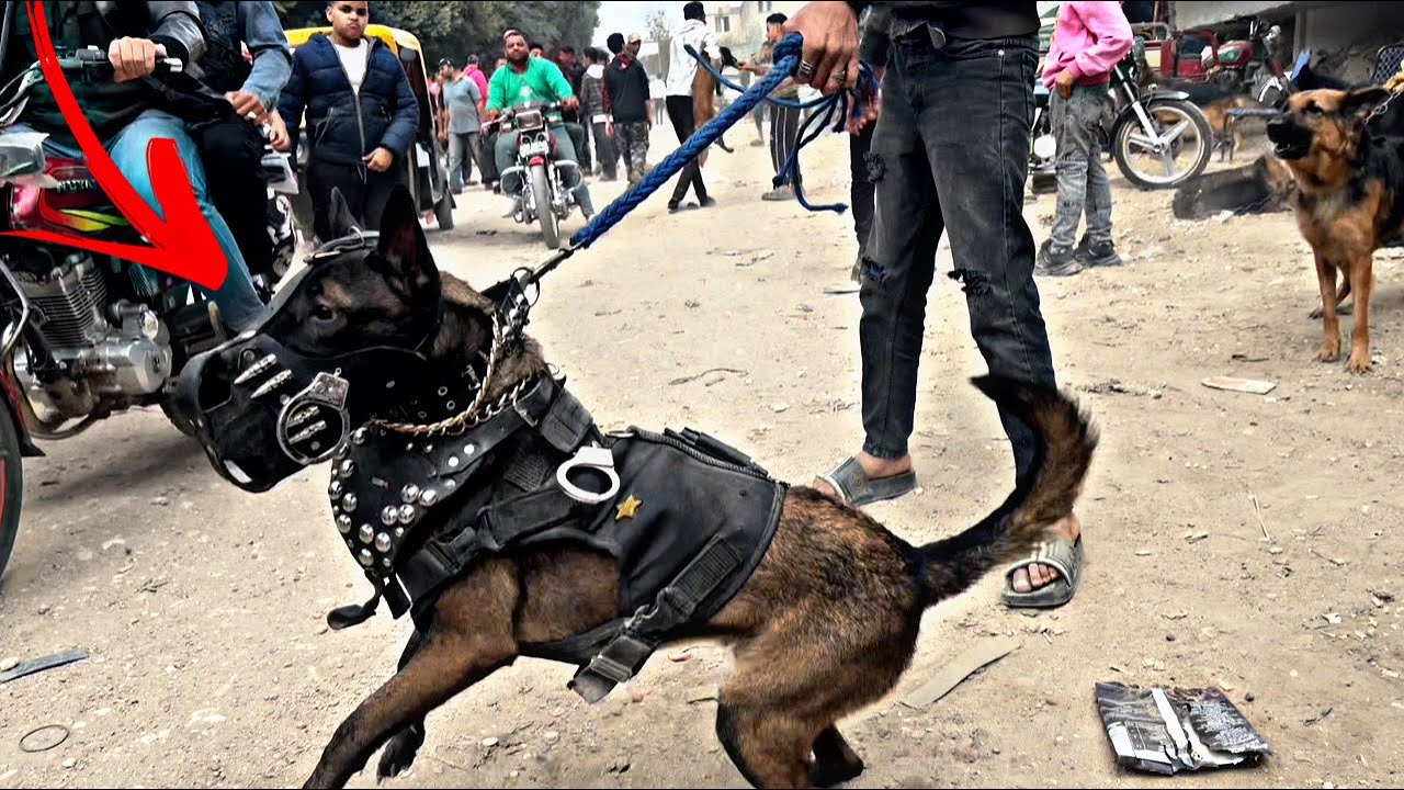 قررنا نشتري كلب من سوق الجمعة | حصلت كارثة 😭