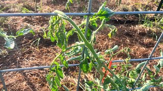 Was ist Fusarium-Welke und wie ist sie auf unsere Tomaten gelangt?