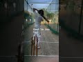 new edits on cricket #vnvideoeditor #vn #edit #cricket #yt