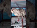 INILAH CIRI-CIRI BURUNG MERPATI KEBUTAN YANG MASIH BELUM KUAT FISIKNYA
