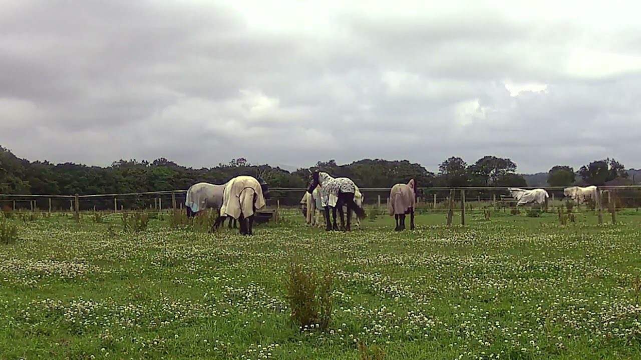 Friesian Horses Relaxing in the Paddock  Beautiful Black Friesians