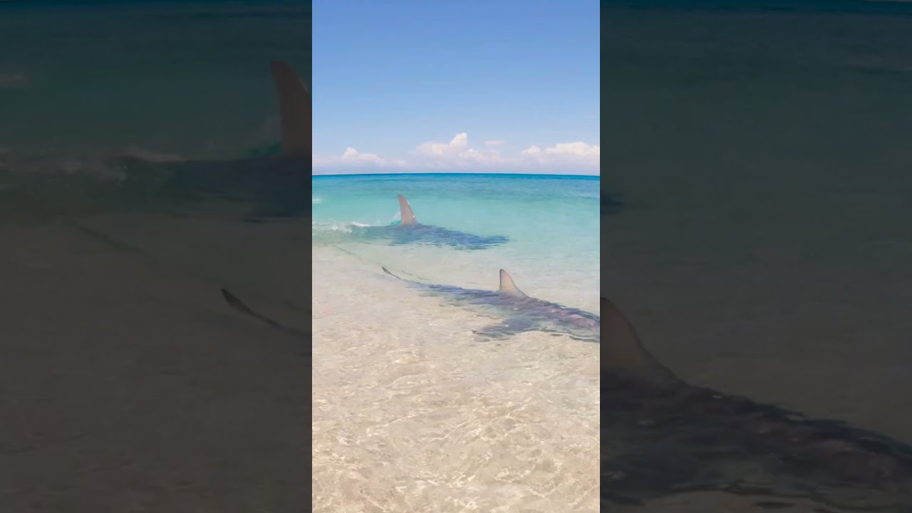GIANT SHARK Attacks Small Shark 