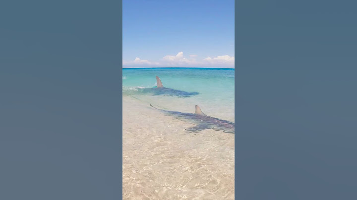 GIANT SHARK Attacks Small Shark!