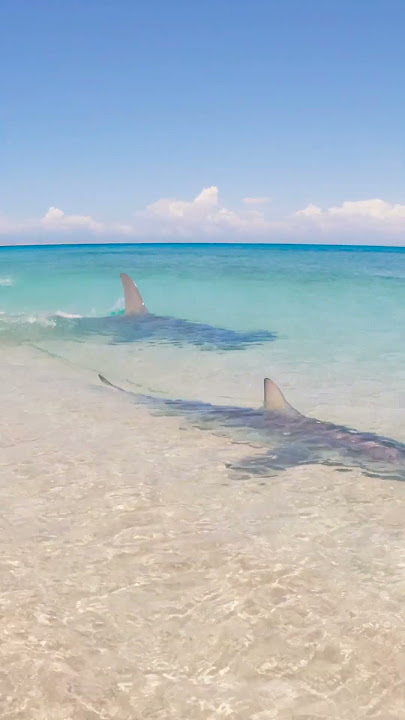 GIANT SHARK Attacks Small Shark!