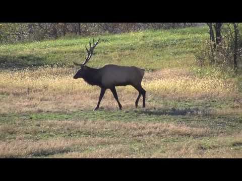 Elk at Hatfield Knob 29 October 2010