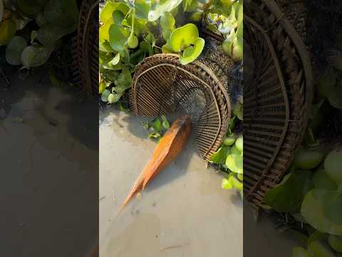 Village Amazing big fishing in pond #bigfish #fishing #fishtrap #shorts