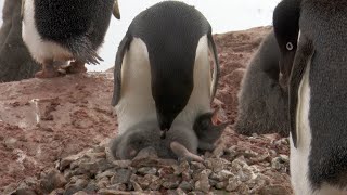 Adelie Penguins And Their Chicks