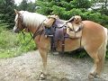 Tack and gear for the trail horse