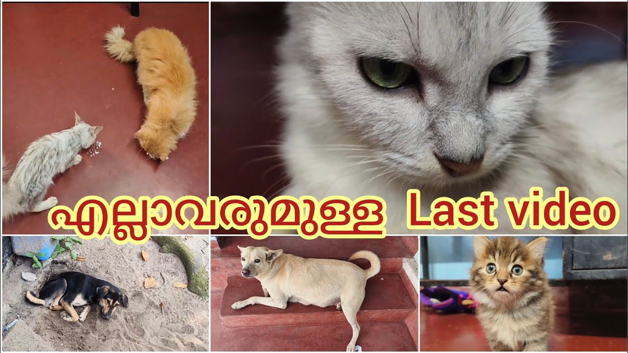 പൂച്ചമക്കൾ ഒരുമിച്ചുള്ള last video #paravakoottam 