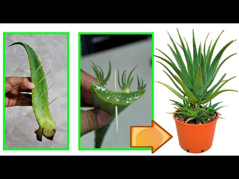 Video: Aloe vs. Mga Halamang Agave: Ano ang Pagkakaiba sa pagitan ng Aloe at Agave