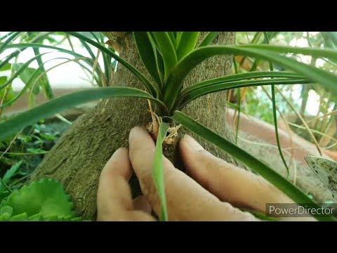 Ponytail Palm- Harvesting of baby from caudex//Propagation shown with uodate