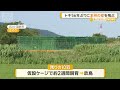 トキ放鳥　56年ぶりに本州の空を飛ぶ　GPSで追跡調査　本州への定着に期待【知っておきたい！】【グッド！モーニング】(2026年6月1日)