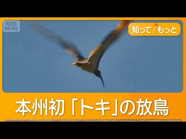 Crested Ibises Released: Flying Over Honshu for the First Time in