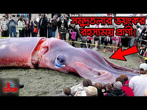 গভীর সাগর তলের ১৩টি অদ্ভুত রহস্যময় প্রাণী! | ১০ Solutions